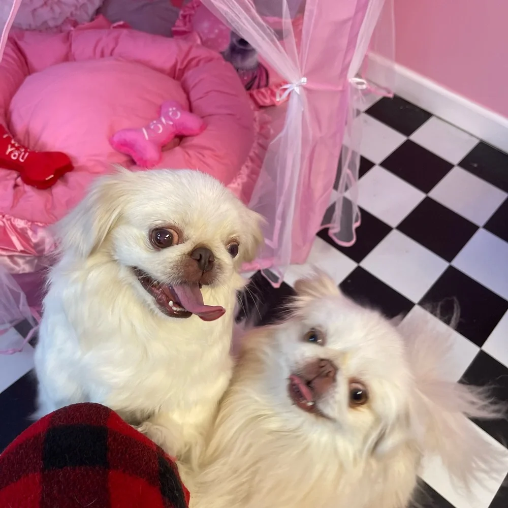 Fairytale Dreams Pink Ruffled Pet Bed